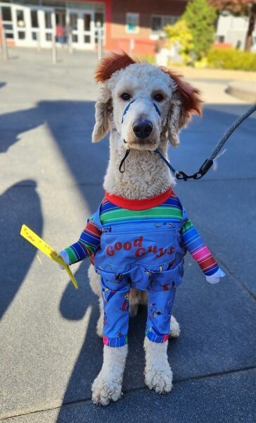 A small white dog dressed as Chucky from the horror film franchise, "Child