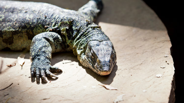 Giant lizard that can grow up to 6 feet is invading South Florida's ...