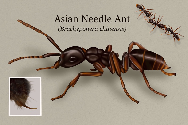 A New Dangerous Pest Emerging in the North Sound – The Asian Needle Ant