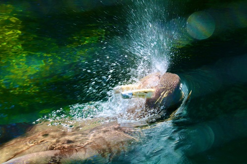 A photograph of a walrus swimming on it