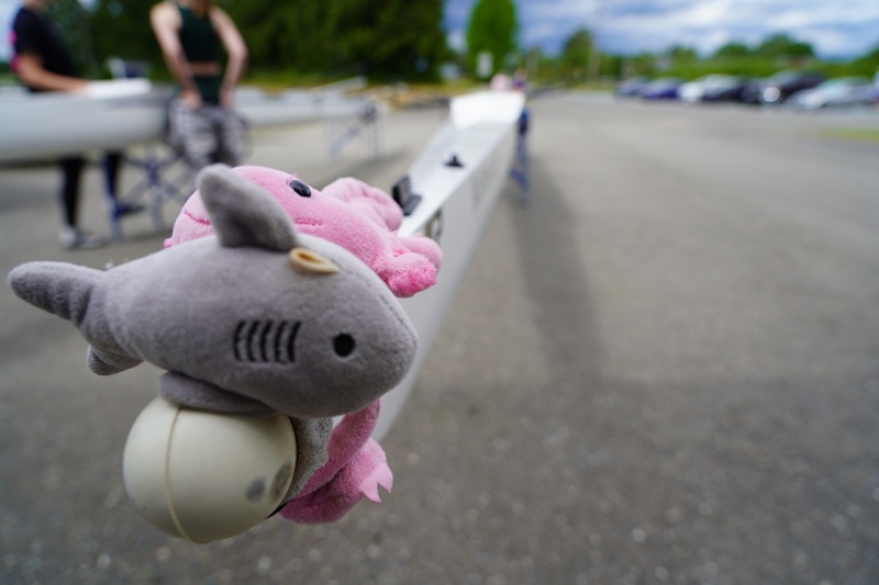 Everett rowing stuffies