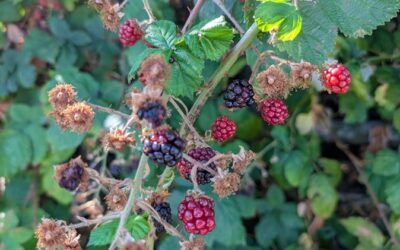 Blackberry bushes