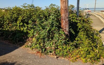 Blackberry bushes