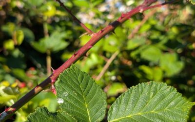 blackberry bushes