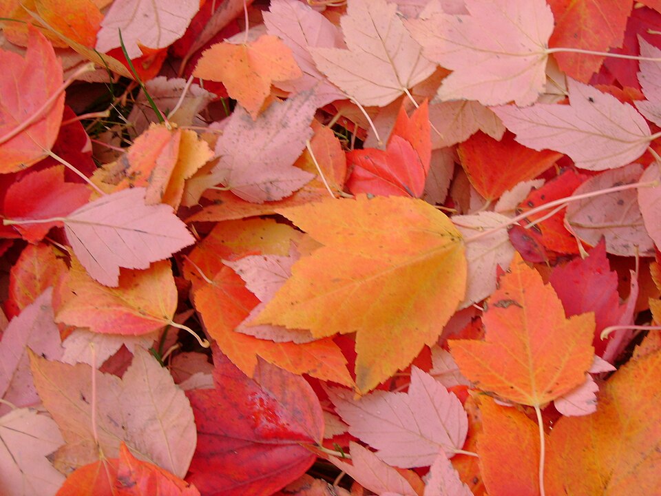 Meteorological Fall Vs Astronomical Fall as Labor Day Approaches