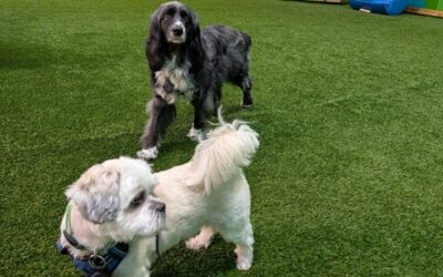 dogs, 