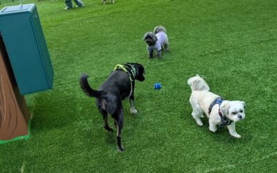 dogs